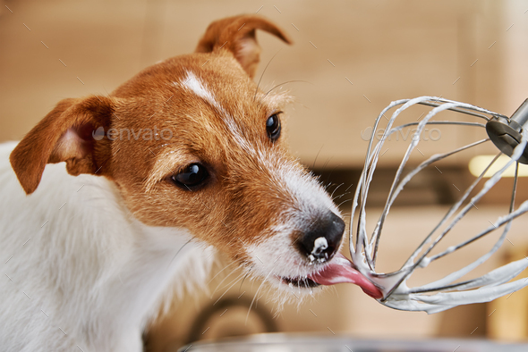 Terrier meal outlet mixer